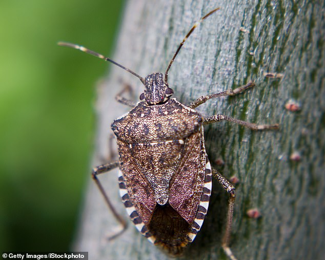 Pervasive Crop Threat: Foul-Smelling Insect Spread