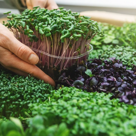 MICROGREENS