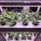 4-Layer Vertical Hydroponics Growing System Kit: 56 Holes, LED Light