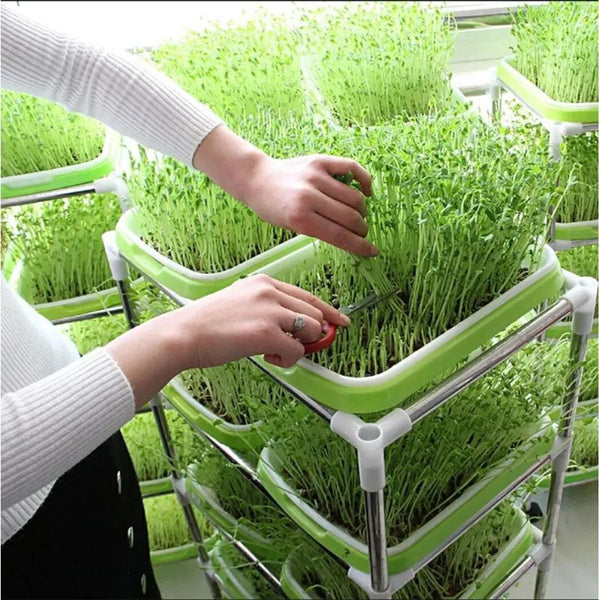 Durable Plastic Sprouting Tray for Hydroponic Gardening
